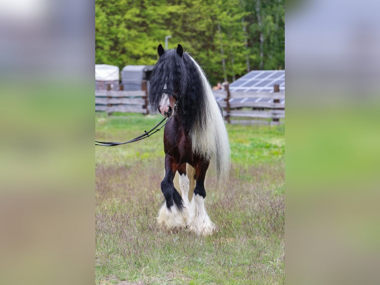Tinker Hengst 11 Jaar 155 cm in Miko&#x142;&#xF3;w