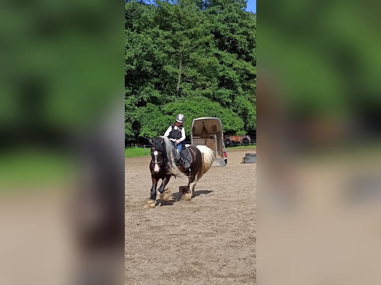 Tinker Hengst 11 Jaar 155 cm in Miko&#x142;&#xF3;w