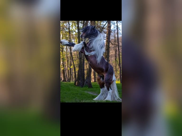 Tinker Hengst 11 Jahre 155 cm in Miko&#x142;&#xF3;w