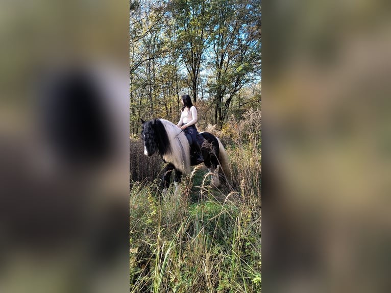 Tinker Hengst 11 Jahre 155 cm in Miko&#x142;&#xF3;w