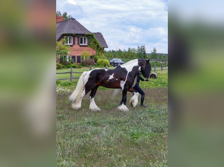 Tinker Hengst 11 Jahre 155 cm in Miko&#x142;&#xF3;w