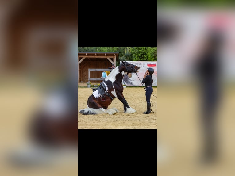 Tinker Hengst 11 Jahre 155 cm in Miko&#x142;&#xF3;w