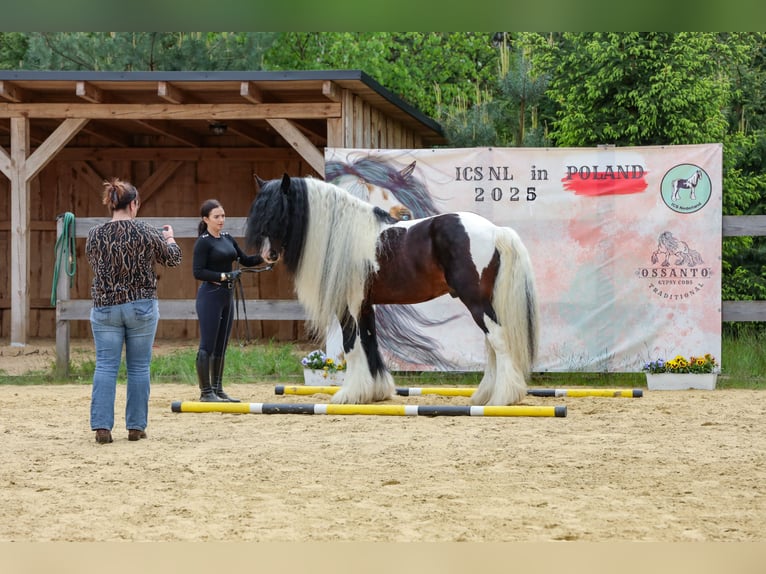 Tinker Hengst 11 Jahre 155 cm in Miko&#x142;&#xF3;w