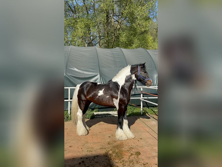 Tinker Hengst 11 Jahre 156 cm Schecke in mikołów