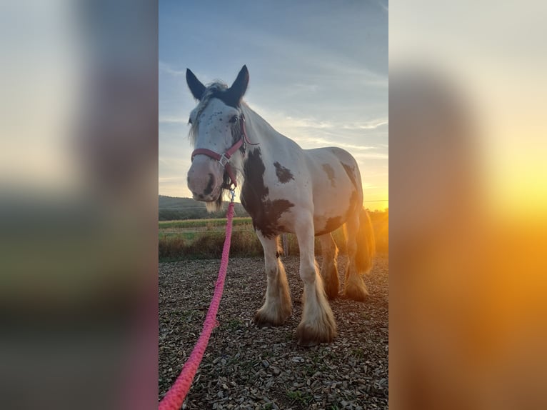 Tinker Hengst 14 Jaar 134 cm Gevlekt-paard in Loipersbach im Burgenland