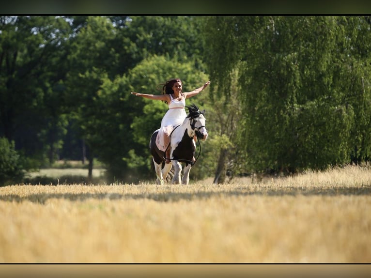 Tinker Mix Hengst 14 Jaar 140 cm Gevlekt-paard in Glinde