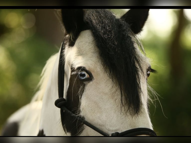 Tinker Mix Hengst 14 Jaar 140 cm Gevlekt-paard in Glinde