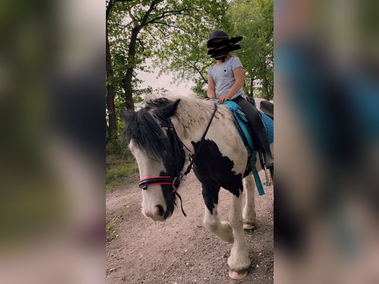 Tinker Mix Hengst 14 Jahre 140 cm Schecke in Glinde