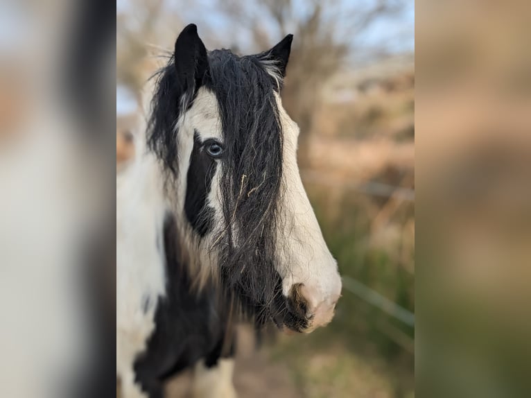 Tinker Mix Hengst 14 Jahre 140 cm Schecke in Glinde
