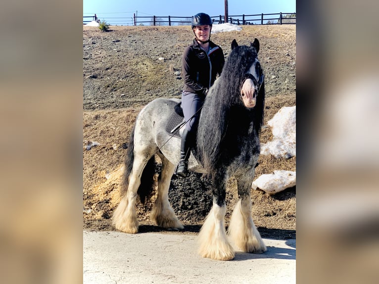 Tinker Hengst 14 Jahre 154 cm in F&#xF6;llinge