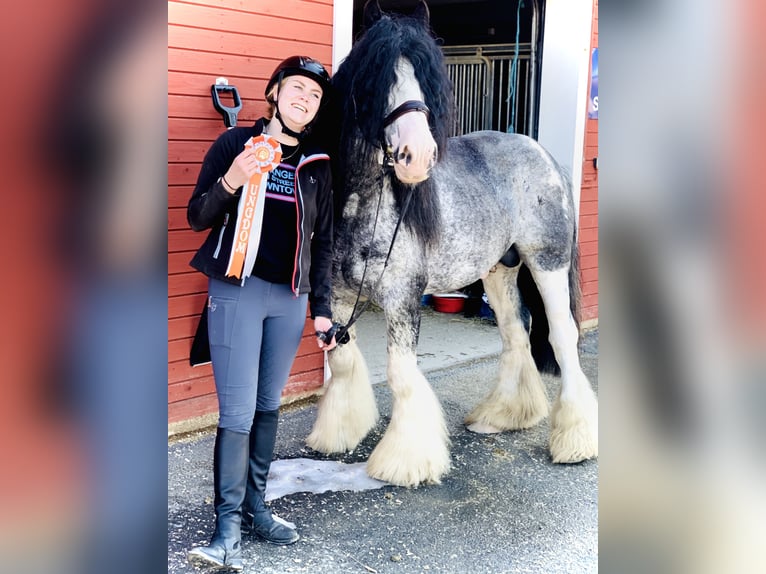 Tinker Hengst 14 Jahre 154 cm in F&#xF6;llinge