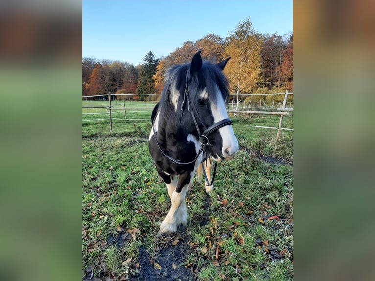 Tinker Hengst 15 Jahre 150 cm  in Pfalzfeld