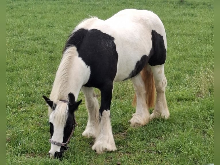 Tinker Hengst 16 Jahre 138 cm Schecke in Wabern
