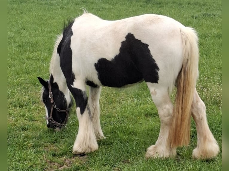 Tinker Hengst 16 Jahre 138 cm Schecke in Wabern