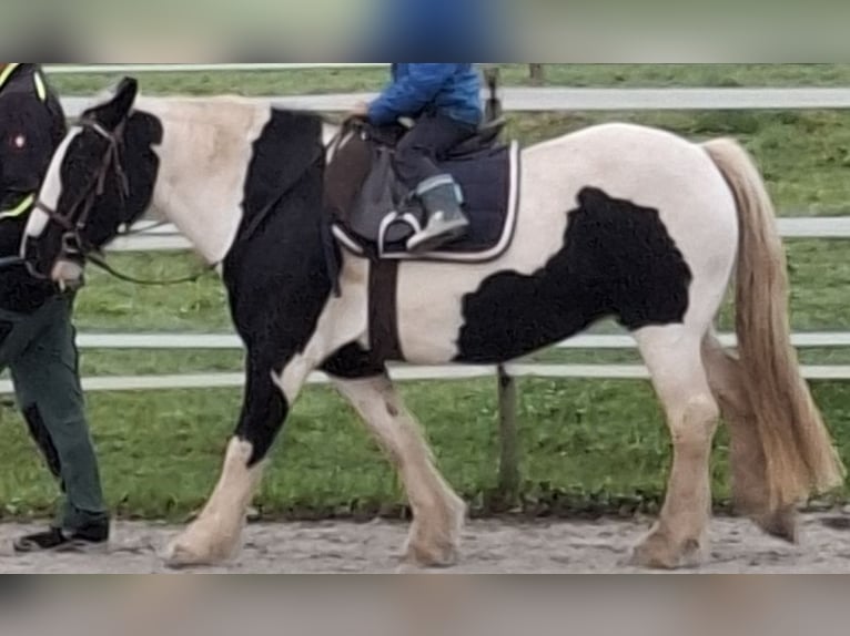 Tinker Hengst 16 Jahre 138 cm Schecke in Wabern