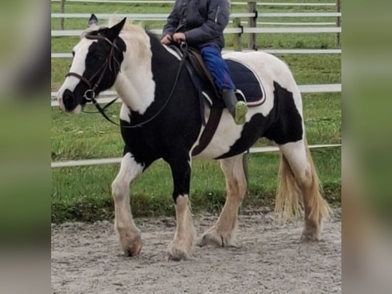 Tinker Hengst 16 Jahre 138 cm Schecke in Wabern
