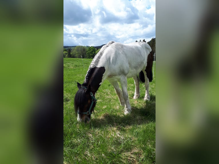 Tinker Hengst 18 Jaar 150 cm  in Suhl