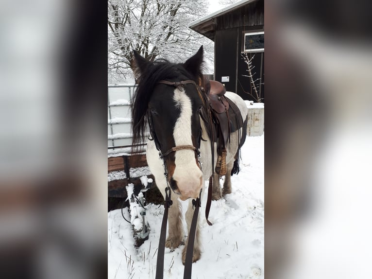 Tinker Hengst 18 Jahre 150 cm  in Suhl