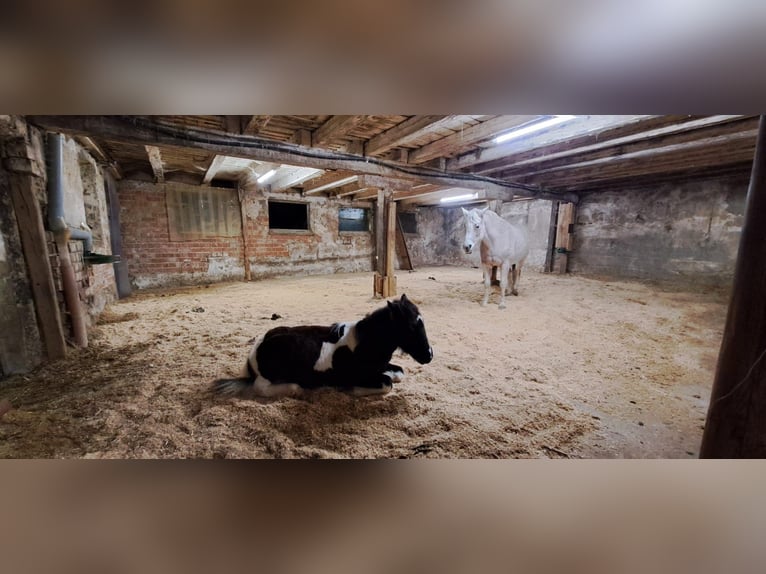 Tinker Mix Hengst 1 Jaar 115 cm Gevlekt-paard in Schwäbisch Gmünd