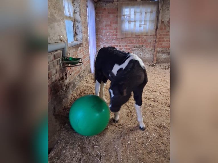 Tinker Mix Hengst 1 Jaar 115 cm Gevlekt-paard in Schwäbisch Gmünd