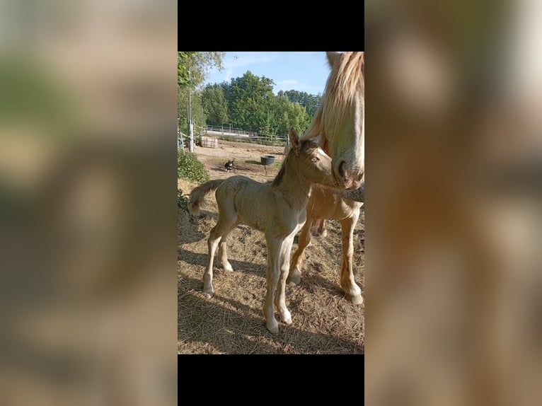 Tinker Hengst 1 Jaar 124 cm Champagne in Issum