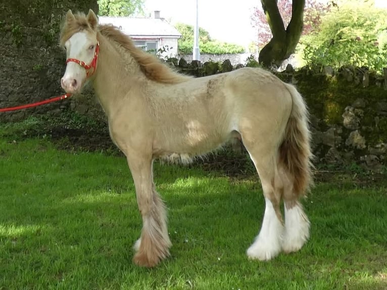 Tinker Hengst 1 Jaar 140 cm Cremello in Zwartewaal
