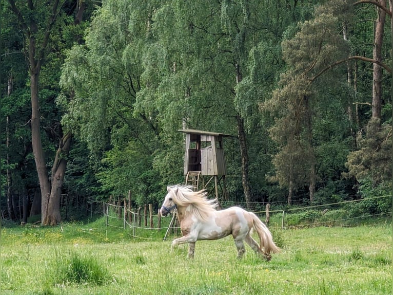 Tinker Hengst 1 Jaar 140 cm Gevlekt-paard in Rohrberg