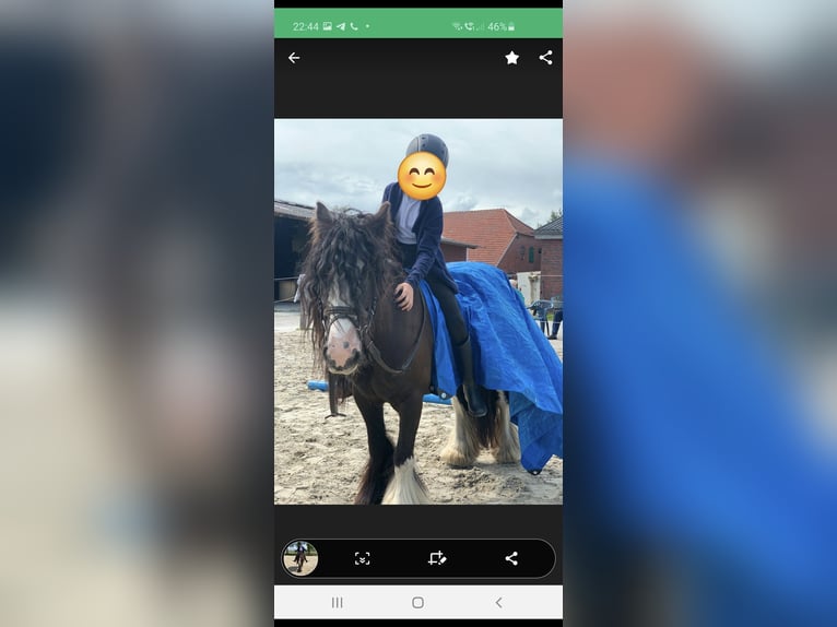 Tinker Hengst 1 Jaar 144 cm Falbe in Daleiden