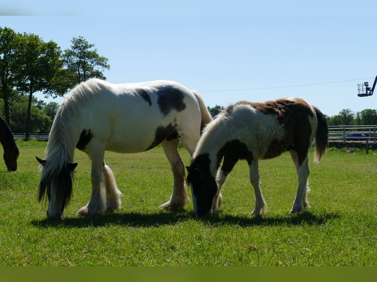 Tinker Hengst 1 Jaar 145 cm Gevlekt-paard in Lathen