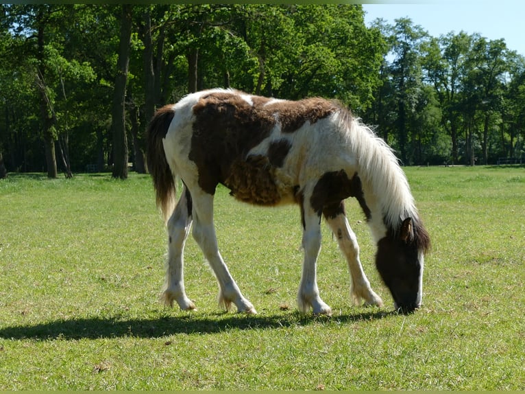 Tinker Hengst 1 Jaar 145 cm Gevlekt-paard in Lathen
