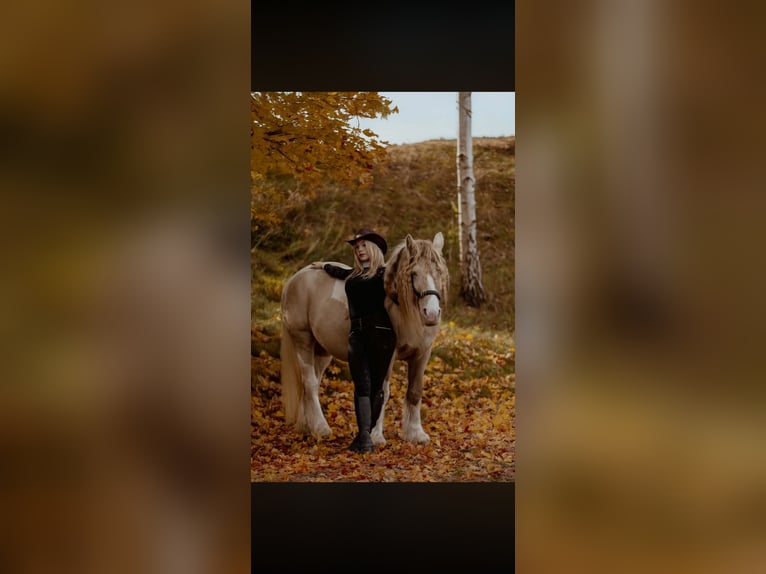 Tinker Hengst 1 Jaar 145 cm Pearl in ToruńToruń