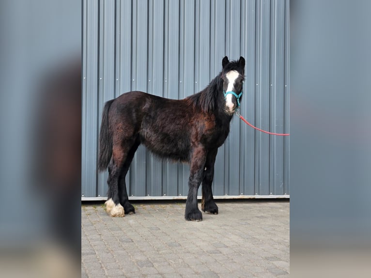 Tinker Hengst 1 Jaar 147 cm Zwart in Buk