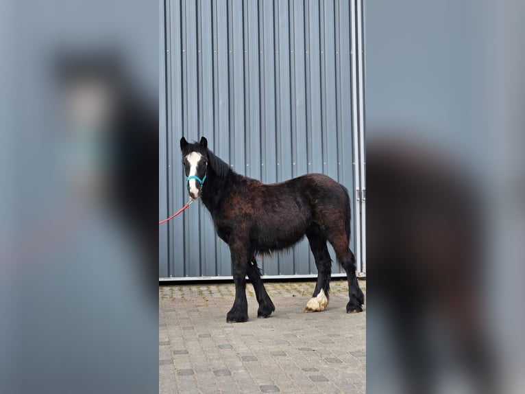 Tinker Hengst 1 Jaar 147 cm Zwart in Buk
