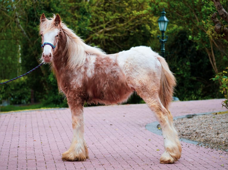 Tinker Hengst 1 Jaar 148 cm  in kerry