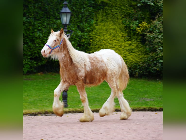 Tinker Hengst 1 Jaar 148 cm  in kerry
