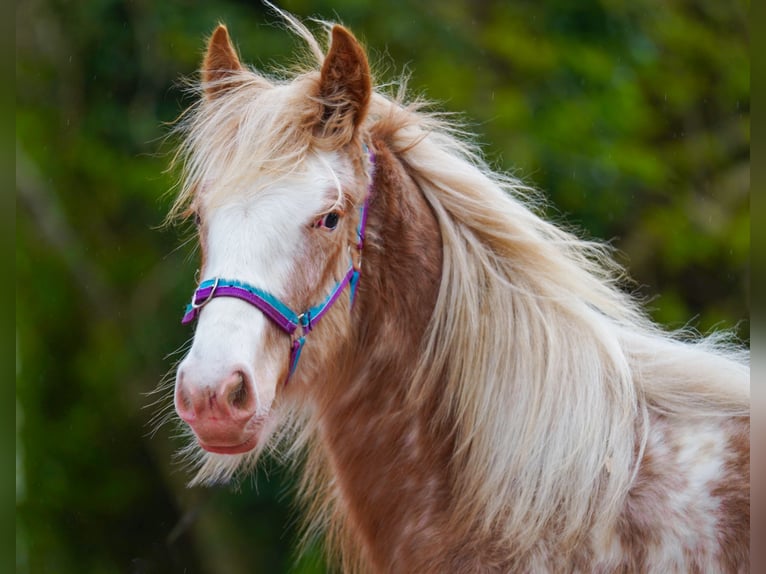 Tinker Hengst 1 Jaar 148 cm  in kerry