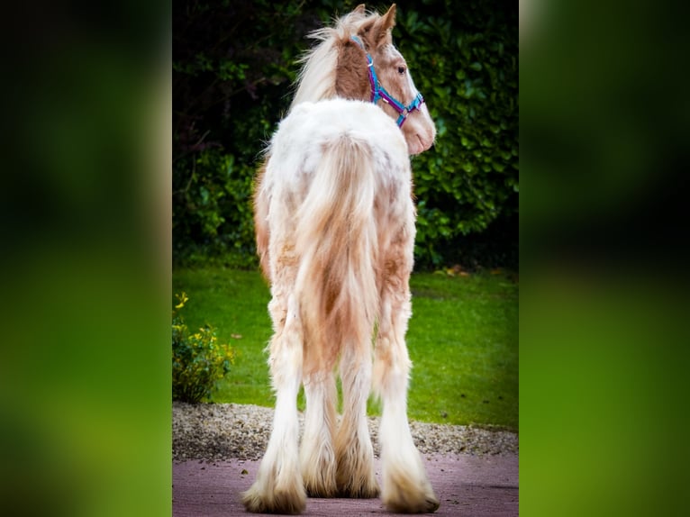 Tinker Hengst 1 Jaar 148 cm  in kerry