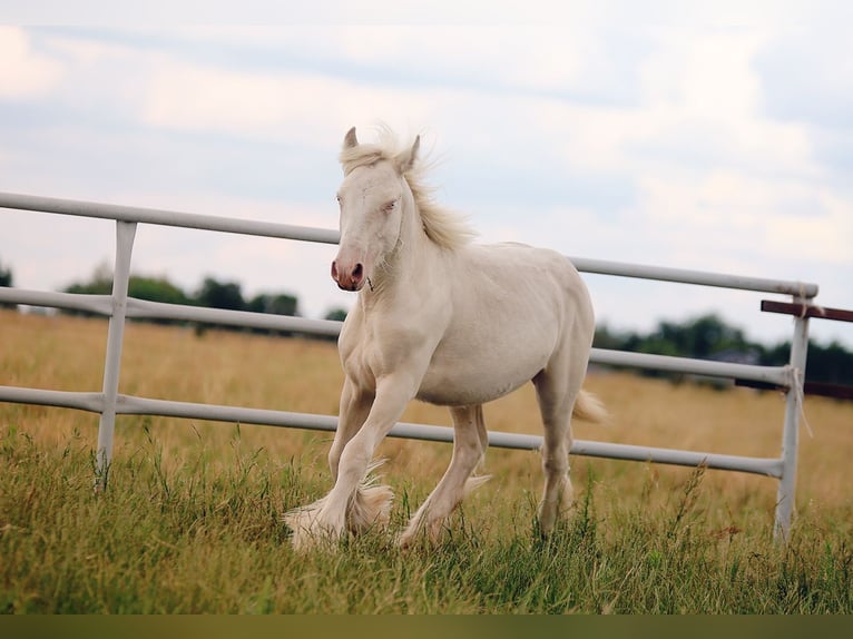 Tinker Hengst 1 Jaar 150 cm Cremello in Stryk&#xF3;w