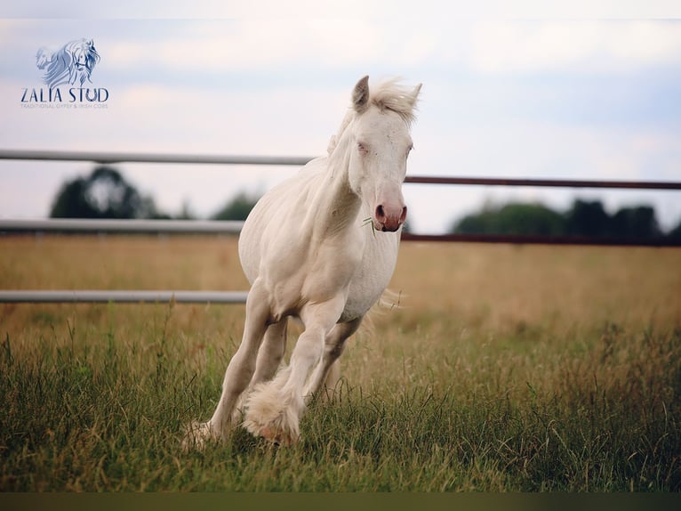Tinker Hengst 1 Jaar 150 cm Cremello in Stryk&#xF3;w