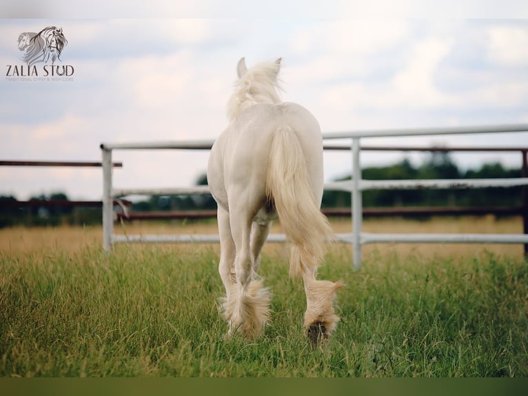 Tinker Hengst 1 Jaar 150 cm Cremello in Stryk&#xF3;w