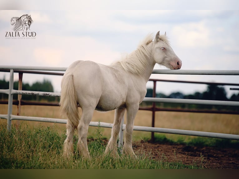 Tinker Hengst 1 Jaar 150 cm Cremello in Stryk&#xF3;w