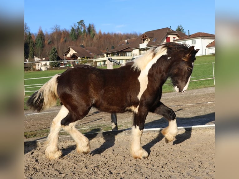 Tinker Hengst 1 Jaar 150 cm Gevlekt-paard in Besenbüren