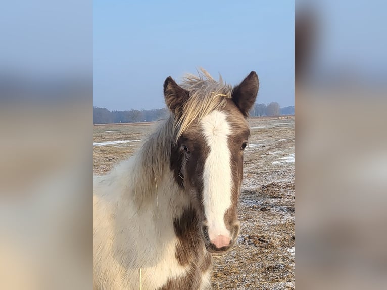 Tinker Hengst 1 Jaar 150 cm Tobiano-alle-kleuren in Heiligengrabe Liebenthal