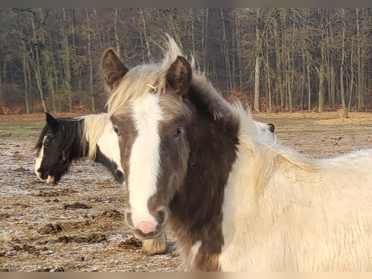 Tinker Hengst 1 Jaar 150 cm Tobiano-alle-kleuren in Heiligengrabe Liebenthal