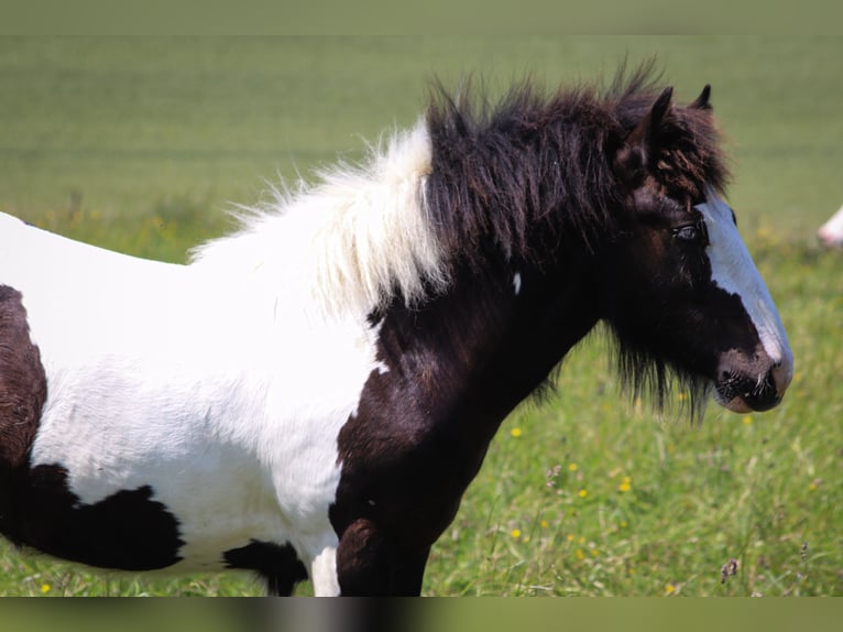 Tinker Hengst 1 Jaar 151 cm Sabino in grandpre