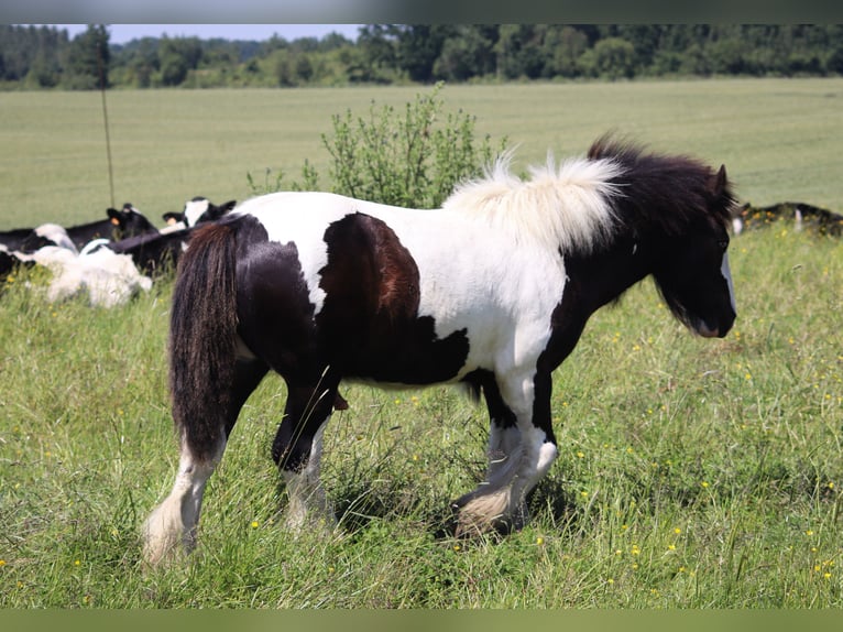 Tinker Hengst 1 Jaar 151 cm Sabino in grandpre