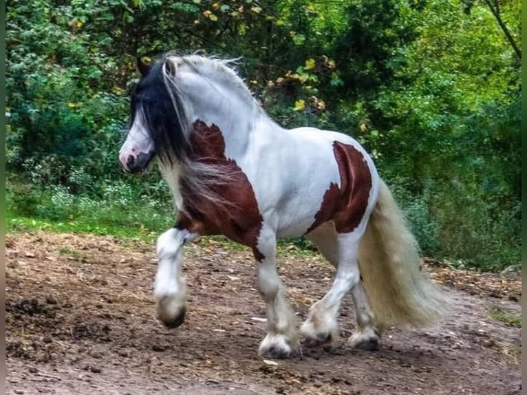 Tinker Hengst 1 Jaar 152 cm Roodbruin in South Lyon