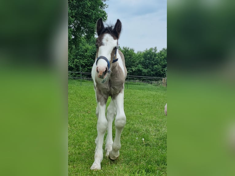 Tinker Hengst 1 Jaar 154 cm Gevlekt-paard in Wapenveld