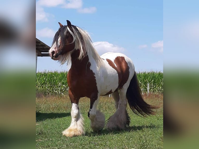 Tinker Hengst 1 Jaar 155 cm Gevlekt-paard in Schl&#xFC;chtern