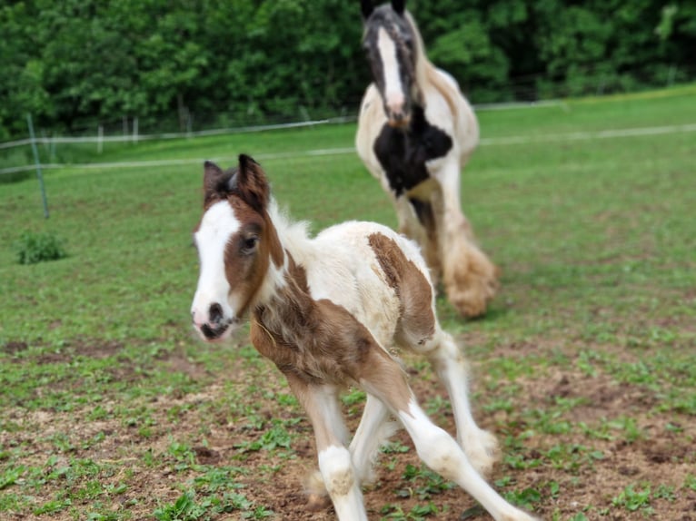 Tinker Hengst 1 Jaar 155 cm Gevlekt-paard in Schl&#xFC;chtern